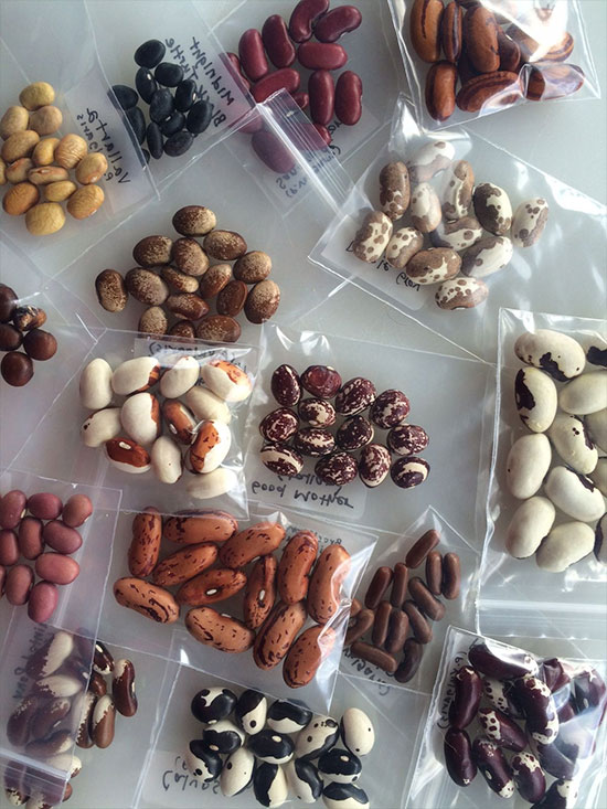 Local  Seeds
